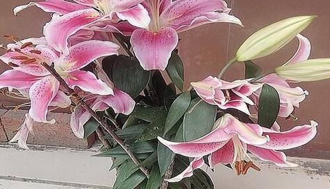百合花可以土养吗？如何正确进行土壤栽培？