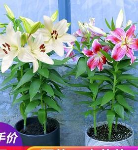百合花可以土养吗？如何正确进行土壤栽培？