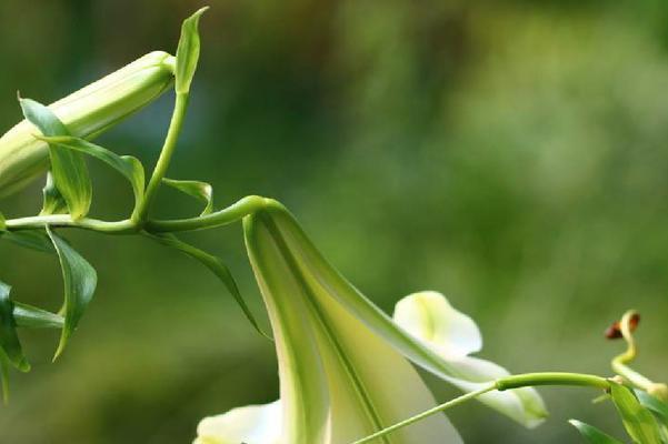 百合花耐寒多少度？如何在冬季保护百合花？