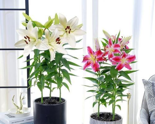 百合花耐寒多少度？如何在冬季保护百合花？