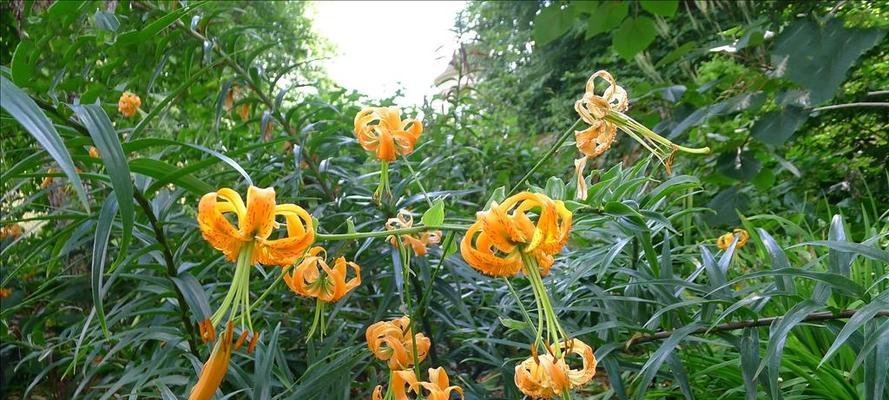 百合花耐寒多少度？如何在冬季保护百合花？