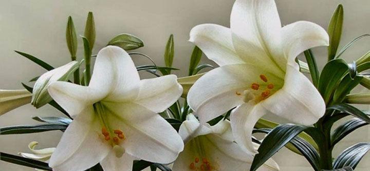 百合花放在卧室好吗？需要注意什么？