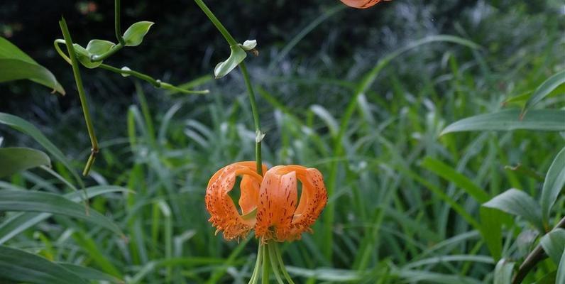 百合花能养多久？如何延长花期？