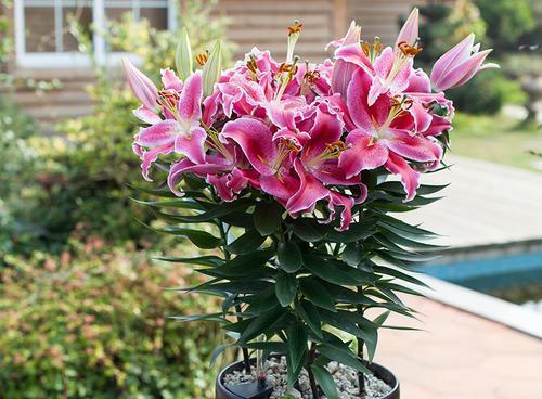 百合花能养多久？如何延长花期？