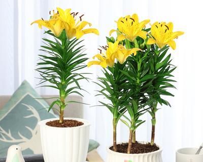 室内养百合花需要注意什么？如何确保其健康生长？