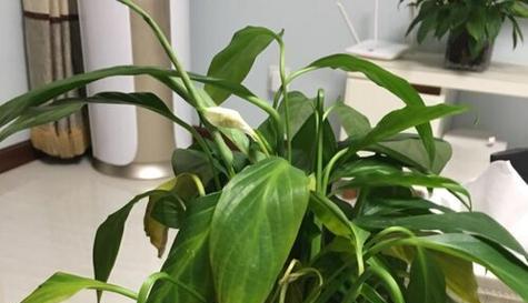 百合花蔫了怎么办？如何快速恢复其生机？