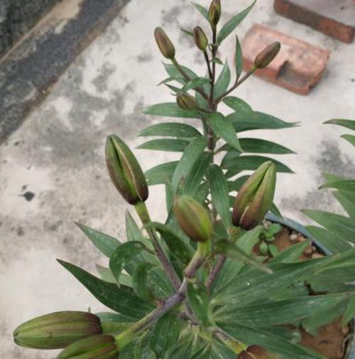 百合花蔫了怎么办？如何快速恢复其生机？