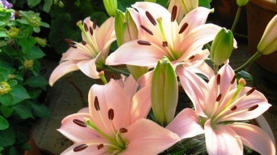 百合花怕冷还是怕热？如何正确养护百合花？