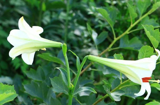 百合花期持续多久？如何延长百合的花期？