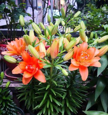 百合花秋天会开花吗？如何正确养护以确保秋季绽放？