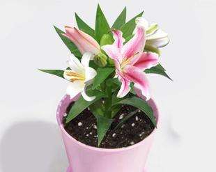 百合花什么季节种植最好？如何确保高成活率？
