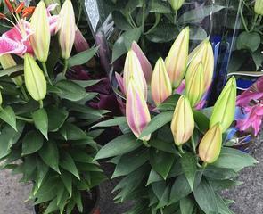 百合花播种的最佳时机是什么时候？播种后需要注意哪些事项？