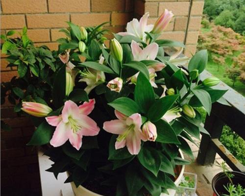 百合花分株的最佳时机是什么时候？分株后如何护理？