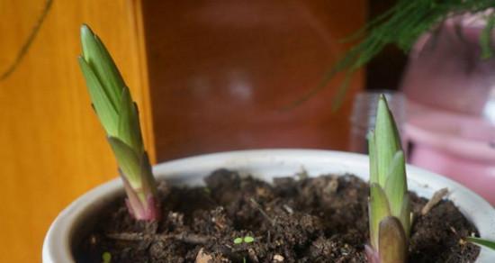 百合花分株的最佳时机是什么时候？分株后如何护理？