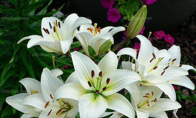 百合花的开花季节是什么时候？一般几点钟开放？