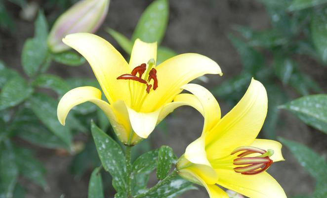 百合花有哪些颜色？不同颜色的百合花代表什么含义？