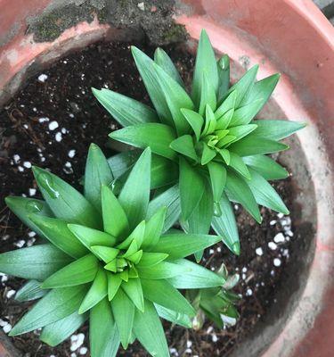 百合花通常生长在哪些地方？如何在家中种植？