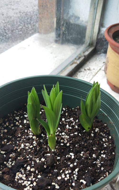 百合花通常生长在哪些地方？如何在家中种植？