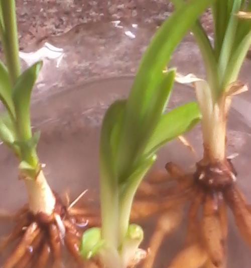 百合花属于被子植物吗？它的分类和特点是什么？