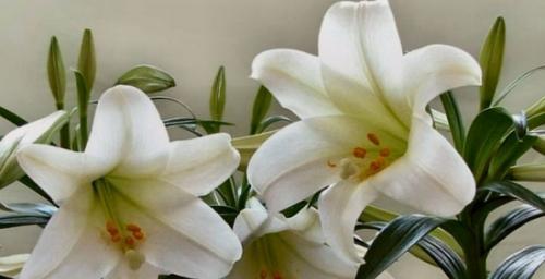 百合花属于被子植物吗？它的分类和特点是什么？