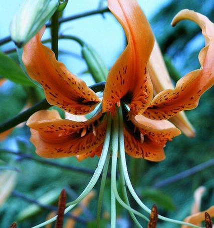 百合花是雌雄同株吗？如何辨别百合花的性别特征？