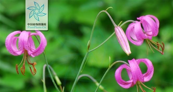 百合花是单性花还是双性花？如何区分百合花的性别特征？