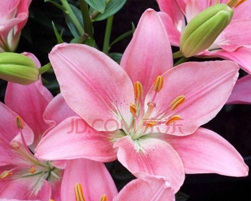 百合花是单性花还是双性花？如何区分百合花的性别特征？