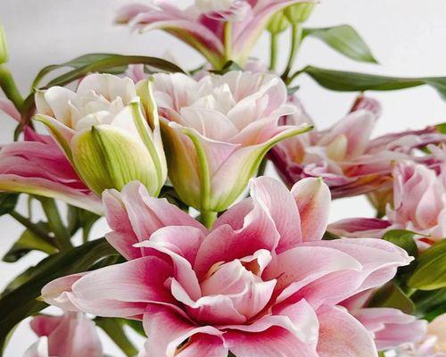 百合花通常在哪个季节盛开？不同品种的开花时间有何不同？