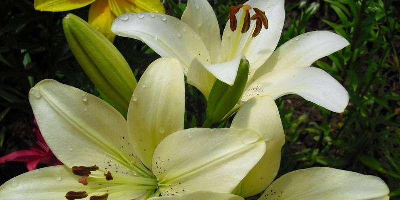 百合花通常在哪个季节盛开？不同品种的开花时间有何不同？