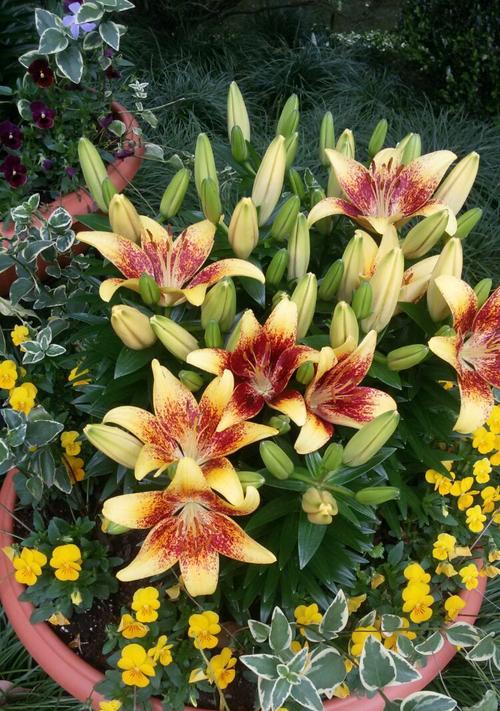 百合花四季都能开花吗？如何实现全年观赏？