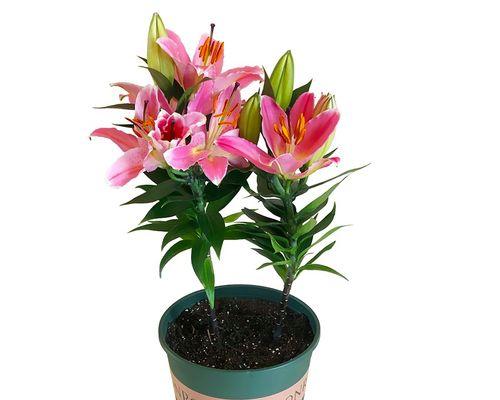 百合花四季都能开花吗？如何实现全年观赏？