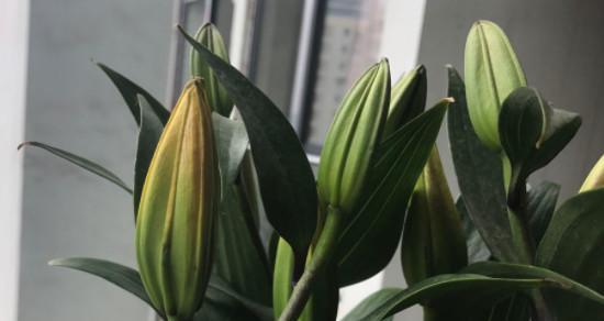 百合花每年只开一次吗？种植周期和养护要点是什么？