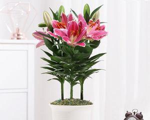 百合花每年只开一次吗？种植周期和养护要点是什么？