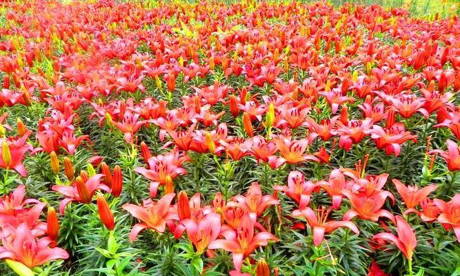 百合花适合什么土壤种植？如何为其选择最佳土壤？