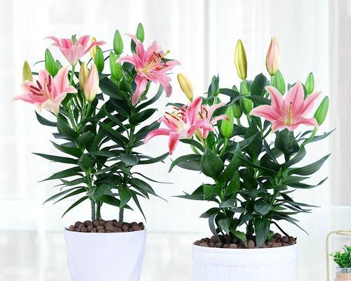 室内养百合花需要注意什么？如何保持百合花健康生长？