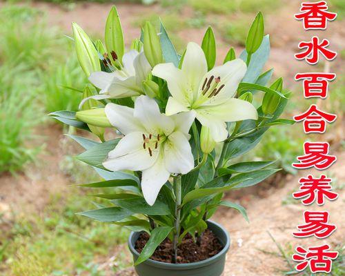 百合花四季都能开花吗？如何实现四季开花效果？