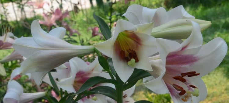 百合花不开花的原因是什么？如何解决？