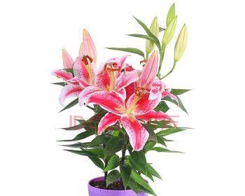 百合花喜不喜欢阳光？如何正确养护以确保花开？