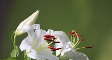 百合花喜欢阳光吗？吸引还是喜阳光？