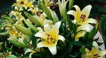 百合花喜欢阳光吗？吸引还是喜阳光？