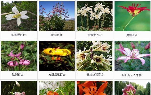 百合花是喜阴植物还是喜阳光植物？如何正确养护？