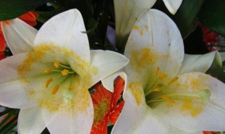 百合花香味有毒吗？对人类和宠物的影响是什么？