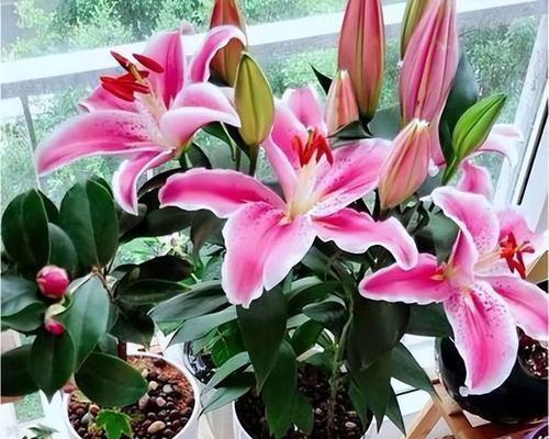 百合花香味有毒吗？对人类和宠物的影响是什么？