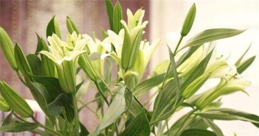 百合花象征着什么意义？了解其背后的深层含义和文化价值