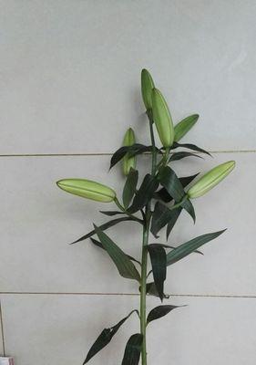 百合花谢了怎么办？如何正确处理枯萎的百合花？