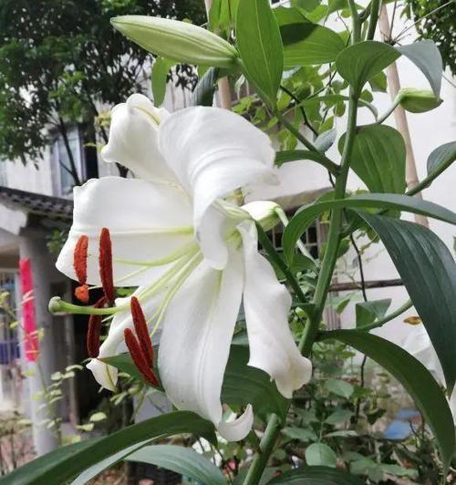 百合花谢了怎么办？如何正确处理枯萎的百合花？