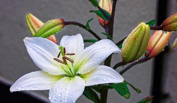 百合花谢了怎么办？如何正确处理枯萎的百合花？