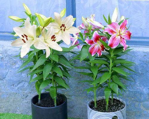 百合花需要晒太阳吗？如何正确养护百合花？