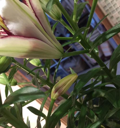 百合花需要晒太阳吗？如何正确养护百合花？