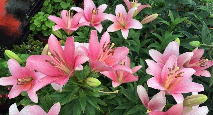 百合花需要晒太阳吗？如何正确养护百合花？